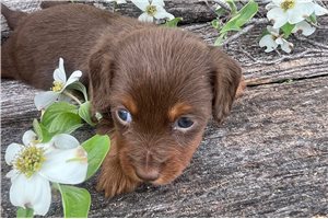 Bristol - Mini Dachshund for sale