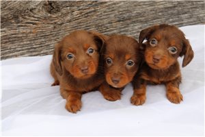 Bristol - Dachshund, Mini for sale