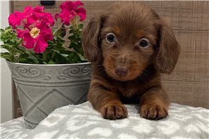 Brenna - Mini Dachshund for sale