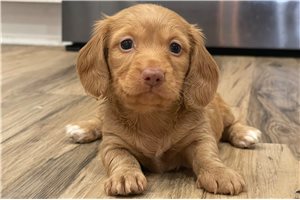 Cruz - Mini Dachshund for sale