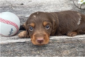 Charlie - Mini Dachshund for sale