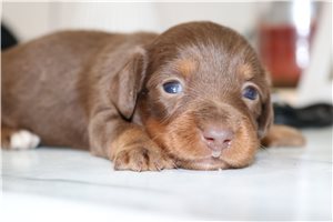 Angel - puppy for sale