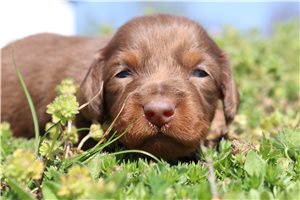 Anise - Dachshund, Mini for sale