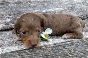 Celeste - puppy for sale