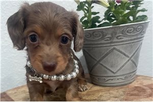 Celeste - Dachshund, Mini for sale