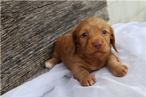 Conway - Dachshund, Mini for sale
