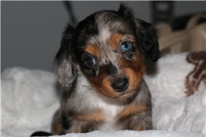 Everett - Dachshund, Mini for sale