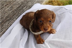 Celeste - Dachshund, Mini for sale