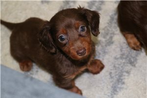 Anika - Dachshund, Mini for sale