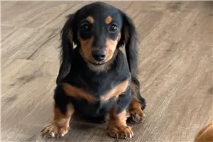 Cassie - Dachshund, Mini for sale