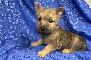 Brendon - puppy for sale