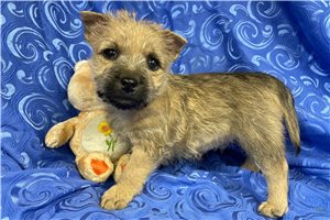 Brody - puppy for sale