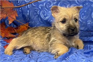 Baxter - Cairn Terrier for sale