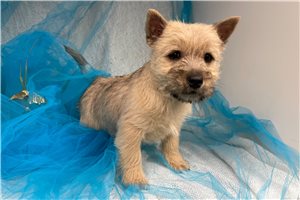Bennie - Cairn Terrier for sale