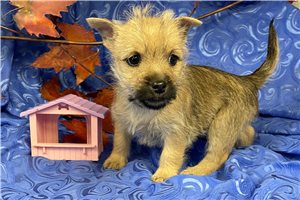 Bernice - puppy for sale