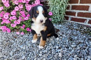 Chanel - Bernese Mountain Dog for sale