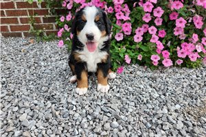 Red - Bernese Mountain Dog for sale