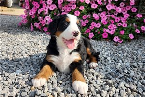 Grey - Bernese Mountain Dog for sale