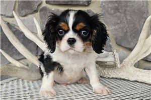 Ennis - Cavalier King Charles Spaniel for sale