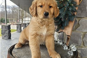 Callie - Golden Retriever for sale