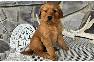 Josie - puppy for sale