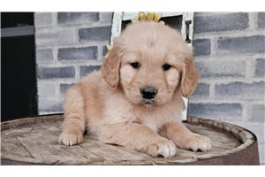 Blaire - Mixed/Other for sale