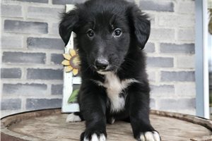 Blaze - puppy for sale
