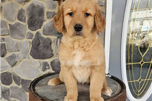 Candy - Golden Retriever for sale