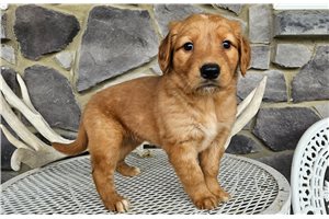 Jillian - puppy for sale