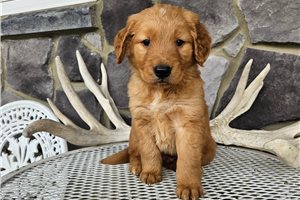 Jason - puppy for sale
