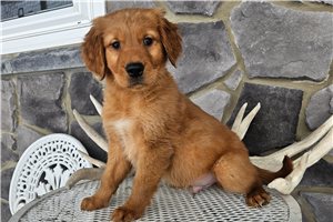Jacob - Golden Retriever for sale