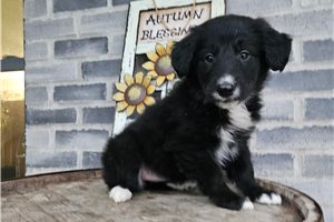 Buttons - Mixed/Other for sale