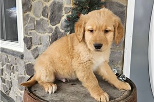 Conner - Golden Retriever for sale