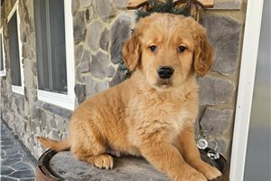 Castor - Golden Retriever for sale
