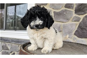 Gordy - Goldendoodle, Mini for sale