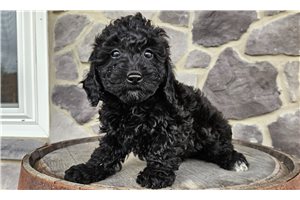 Grace - puppy for sale