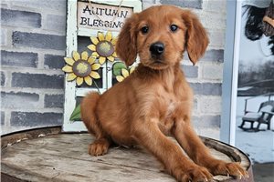 Hunter - Irishdoodle for sale