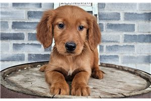 Henry - Irishdoodle for sale