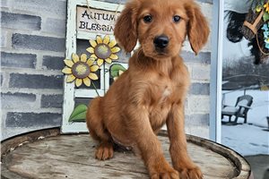 Hickory - Irishdoodle for sale