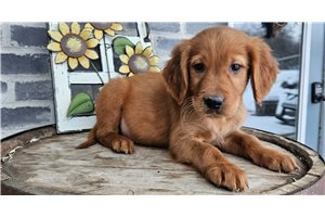 Harper - Irishdoodle for sale