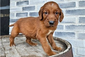 Herman - Irishdoodle for sale