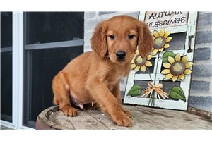 Holland - Irishdoodle for sale