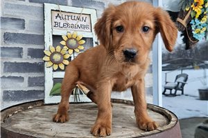 Hope - Irishdoodle for sale