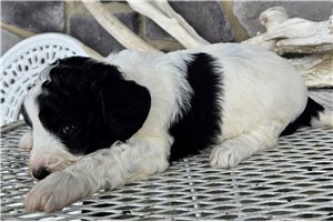 Bobby - Goldendoodle, Mini for sale