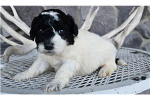 Frida - Goldendoodle, Mini for sale