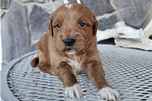 Farrah - Goldendoodle, Mini for sale