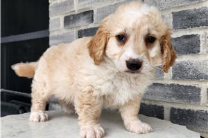 Meeko - puppy for sale