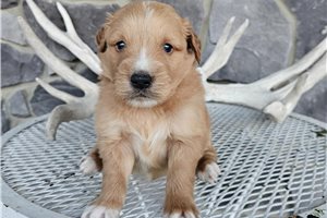 Faust - Goldendoodle, Mini for sale