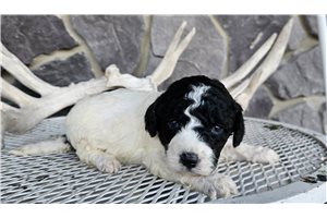 Ferdinand - Goldendoodle, Mini for sale