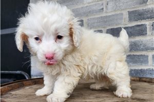 McGregor - puppy for sale